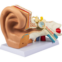  - Büyütülmüş Kulak Modeli 