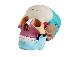 Renkli Kafatası Modeli 