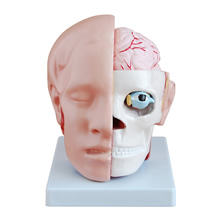Kafatası ve Beyin Modeli 