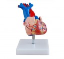  - Kalp Modeli (Gerçek Ölçülerde)