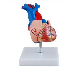 Kalp Modeli (Gerçek Ölçülerde)