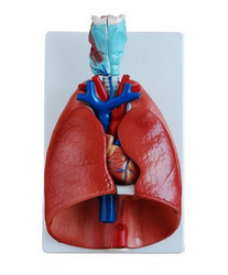 Kalp ve Akciğer Modeli 
