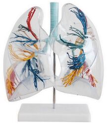 Saydam Akciğer Modeli 