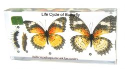 Kelebek Yaşam Döngüsü