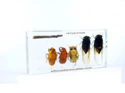 Ağustos Böceği Yaşam Döngüsü 